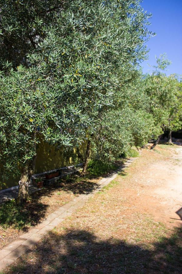 Bilini Garden Apartment Πούλα Εξωτερικό φωτογραφία